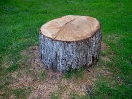 Best Storm Damage Tree Cleanup  in Connell, WA