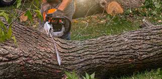 Best Pest Control for Lawns  in Connell, WA