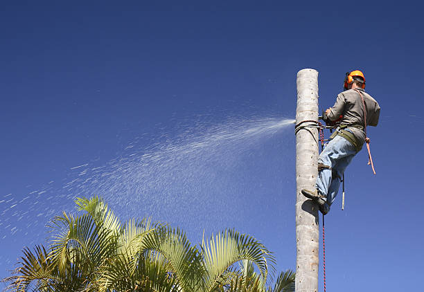 Best Stump Grinding and Removal  in Connell, WA