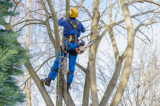 Best Lawn Watering Services  in Connell, WA