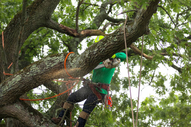Best Tree Risk Assessment  in Connell, WA
