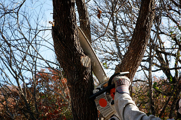 Best Tree Cabling and Bracing  in Connell, WA