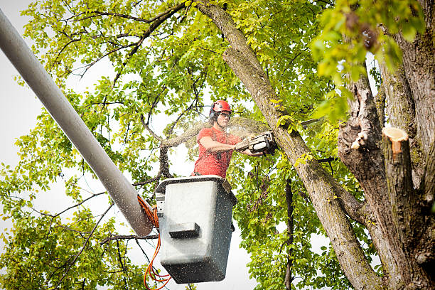 Best Emergency Tree Removal  in Connell, WA