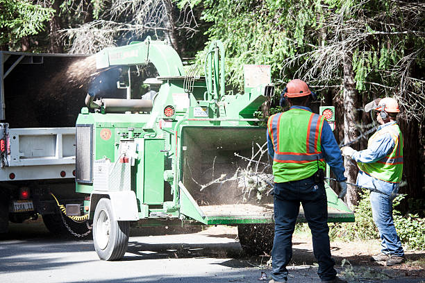Best Fruit Tree Pruning  in Connell, WA