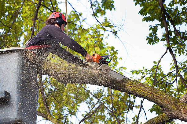 Best Hazardous Tree Removal  in Connell, WA