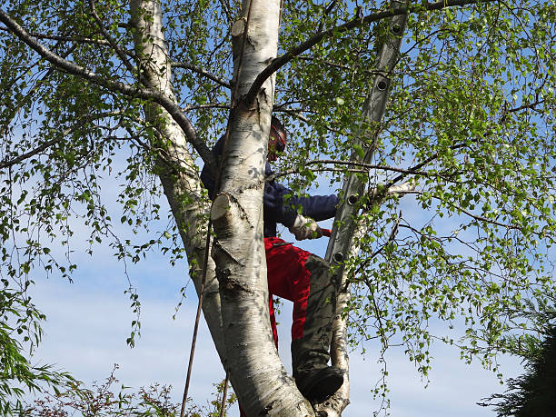  Connell, WA Tree Care Pros