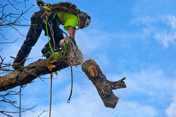 Best Tree Preservation Services  in Connell, WA