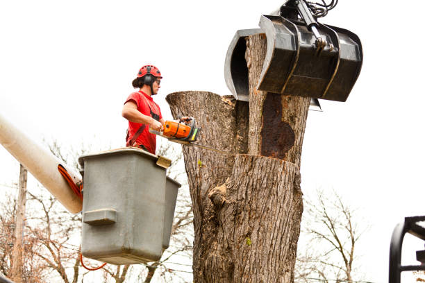 Mulching Services in Connell, WA